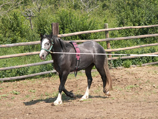 EclipseTrot