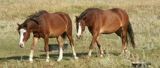 Ponies