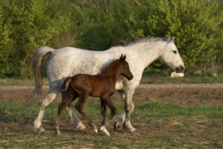Lexie and her foal Eric
