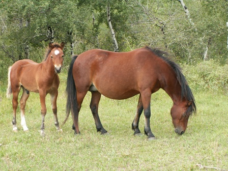 Kelsey and her foal Toby