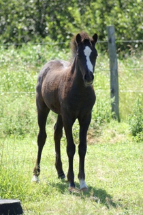 ViolaJuly2010